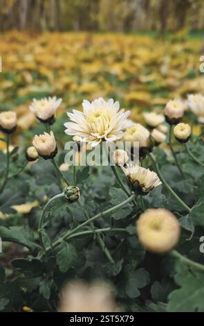 Close-up of light yellow chrysanthemums in a garden, with a blurred background of green foliage and colorful autumn leaves falling from the trees. Fal Stock Photo