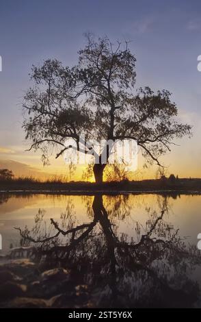 Willow tree silhouette reflected in a water puddle with a view to the golden autumn sunset Stock Photo