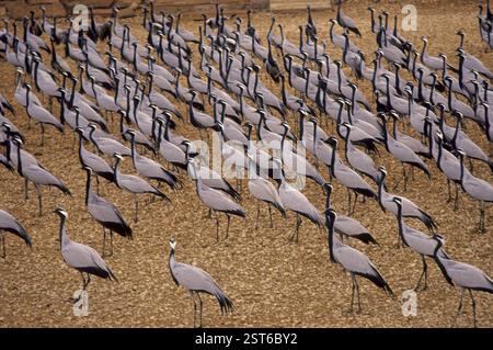 Birds, Flock of Demoiselle Crane (Grus Virgo), khichan, rajasthan, india Stock Photo