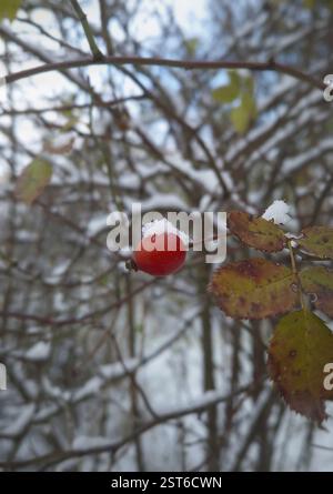 Brier berries growing on bush covered with snow. Ripe rose hips on shrub branches, organic rosa canina fruits in winter forest Stock Photo