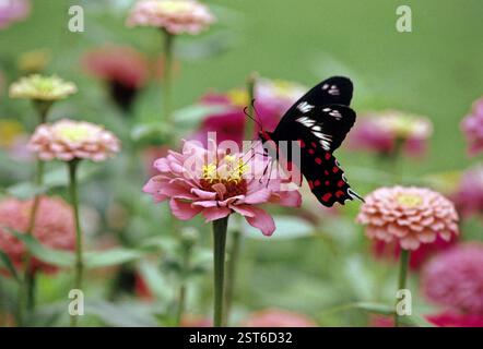 Insects, Butterfly indian sucking Pollen From Flower Stock Photo - Alamy