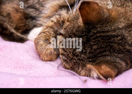 A fluffy cat is cozily curled up on a soft pink blanket, enjoying its peaceful nap in a warm and comfortable spot Stock Photo