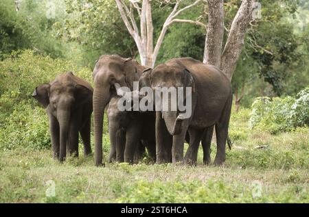 Elephants (Elephas maximus), Bandipur National Park, Karnataka, india Stock Photo