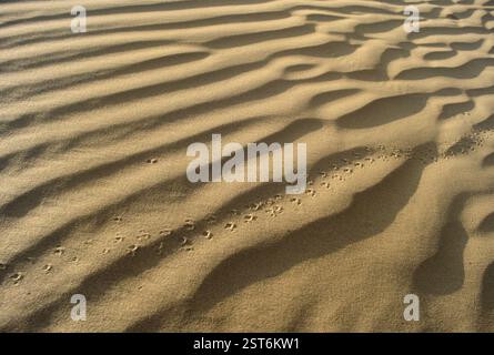 Sand, Dunes, Bikaner, Rajasthan, India, Asia Stock Photo - Alamy