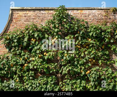 Mature espaliered Russet apple tree growing against a wall, with ripening fruit in the summer sun under a blue sky. Stock Photo