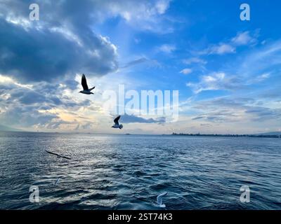 Seagulls flying over the Turkish Gulf in Izmir city Stock Photo