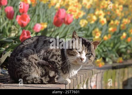 A cat in a spring flowering garden. Funny striped cat against the background of yellow daffodils and red tulips. Stock Photo