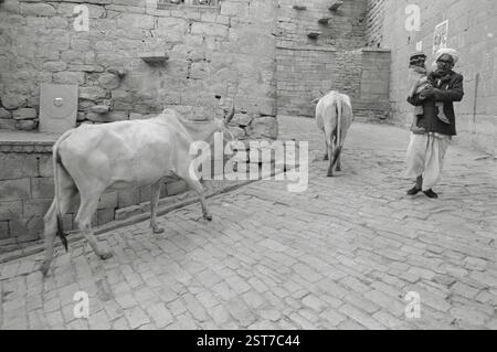 Man and cows on Jaisalmer street, Rajasthan, India, Asia Stock Photo