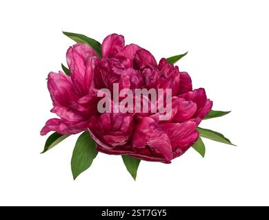 Closeup burgundy magenta peony flower head with leaves isolated cutout on white Stock Photo