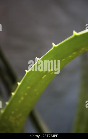 Aloe Vera, Kuwar patha, Natural Health food, Vitamin E, Skin, Strength ...