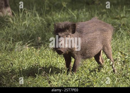 Wild Boar Sus scrofa, Nagarhole wildlife sanctuary, Karnataka, India, Asia Stock Photo