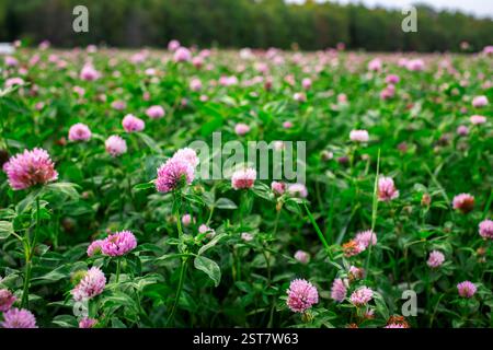 Flowering clover. Beautiful red clover in meadow on the sunlight. Beautiful nature concept. Stock Photo