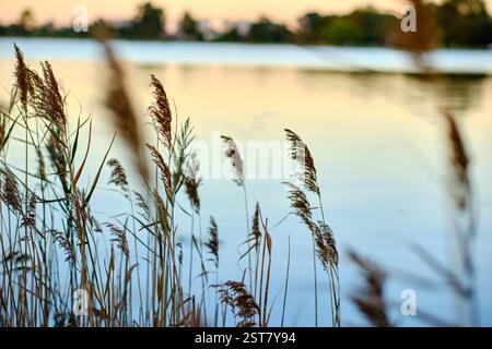 Golden reeds swaying in the wind along the lakeshore of Filso lake in ...