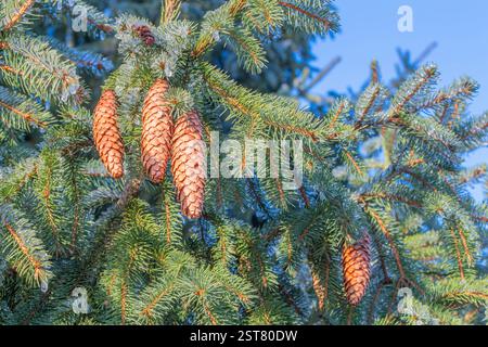 Closeup of Pinecones on Spruce Tree with Ice on Branches Stock Photo