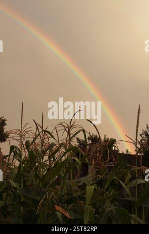 Rainbow over corn stalks and house roof Stock Photo