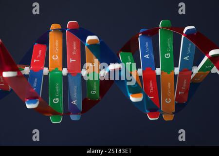 DNA structure model on dark background, closeup Stock Photo
