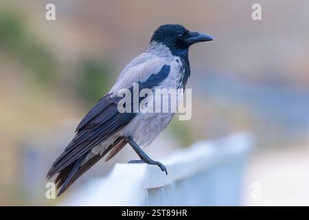 hooded crow in an urban area; this species of bird is often seen into the parks (Corvus corone cornix) Stock Photo