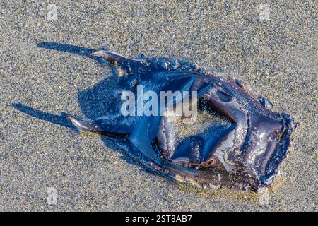 Skate egg case, also known as a mermaid's purse, on Mocrocks Beach, Pacific Ocean, Washington State, USA Stock Photo