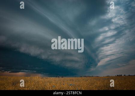 A dramatic supercell storm forming over a golden crop field. The dark, ominous clouds create a striking contrast against the warm tones of the land, e Stock Photo
