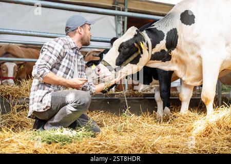 Man farmer inspecting cows at livestock farm using digital tablet Stock Photo