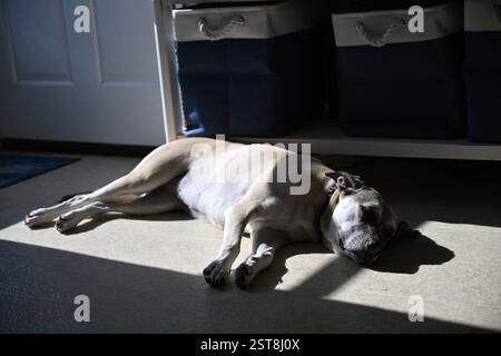 A tired dog naps in a patch of sunlight at a beach house in Salvo, North Carolina. Stock Photo