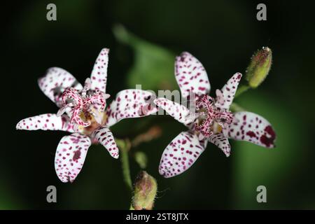 Japanese Toad Lily Stock Photo