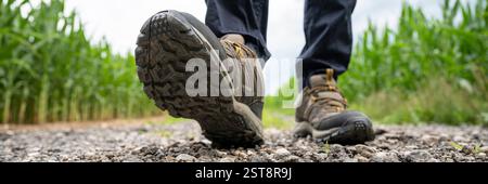 A closeup of a hiker’s boot stepping forward on a rocky trail, surrounded by lush green cornfields under a cloudy sky. Stock Photo