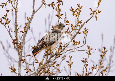 A Red-tailed Hawk perched upon a budding tree in the Spring at Cherry Creek State Park in Colorado. Viewed up close in side profile. Stock Photo