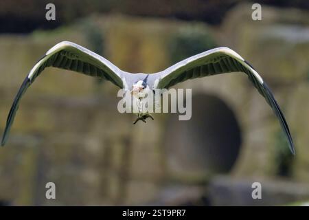 A grey heron (Ardea cinerea) flying in the wild with its wings spread, in front of a blurred background, frontal view, Hesse, Germany, Europe Stock Photo