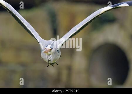 A grey heron (Ardea cinerea) flying in the wild with its wings spread, in front of a blurred background, frontal view, Hesse, Germany, Europe Stock Photo