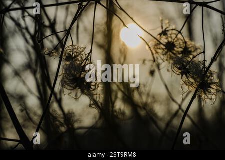 Sunset behind silhouetted branches, Saalach, Austria, Europe Stock Photo
