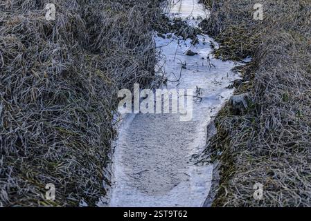 A narrow stream is covered with ice, surrounded by grass, Isar meadows Stock Photo