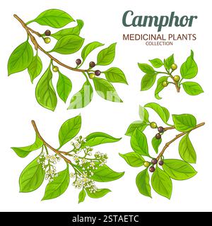 Camphor Branch Colored Detailed Illustration Stock Vector