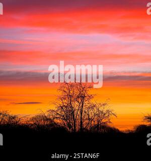 Orange and purple hues of a winter sunset silhouette a native hawthorn hedge. UK Stock Photo