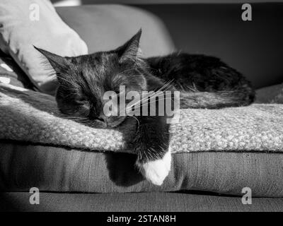 Black cat with white whiskers asleep on a sofa, white paw dangling over the edge in the afternoon sunshine. Stock Photo