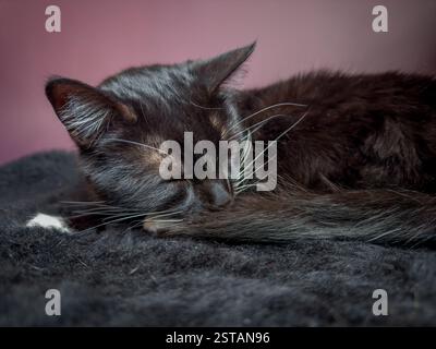 Black cat with white whiskers and white paws curled up asleep on a black fur cushion. Seen against a light purple background. Stock Photo