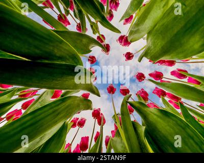 Worm's eye view looking up into a cluster of red tulips against a clear blue sky. Stock Photo