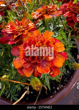 Close-up of vibrant orange and red Marigold ‘Firebird’ flowers growing in a container in a UK garden. Stock Photo