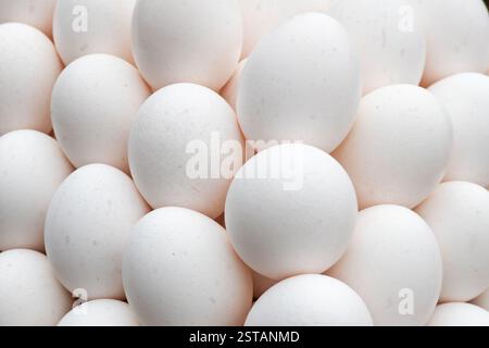 White chicken eggs on wood chips. Easter. Lots of eggs on the counter in the store Stock Photo
