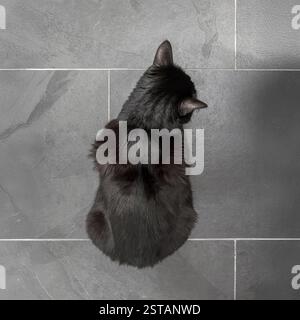 Top-down view of a black cat sitting on a grey slate tiled floor. Stock Photo