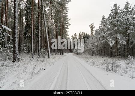In the calm winter landscape, snow-covered fir trees along the country road in the forest bring peace and natural beauty Stock Photo