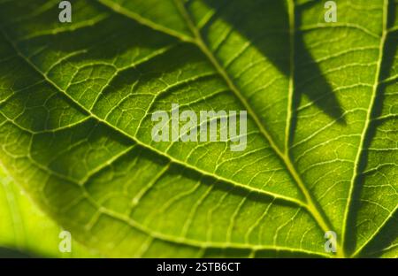 Macro Backlit Leaf Stock Photo