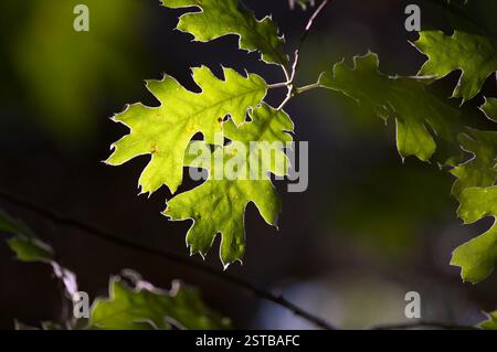Backlit Oak Leaves Stock Photo