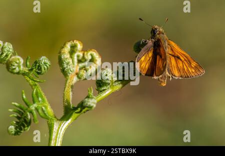 large skipper butterfly Stock Photo