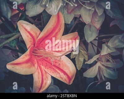 Vintage floral close-up featuring an orange lily with red stripes and spots, in a muted, aged style reminiscent of vintage photography. Stock Photo