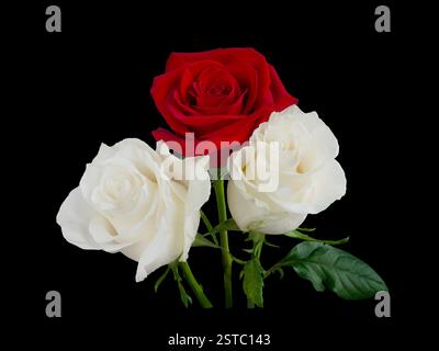 Bouquet of white and red roses on black background. Detail for creating a collage Stock Photo