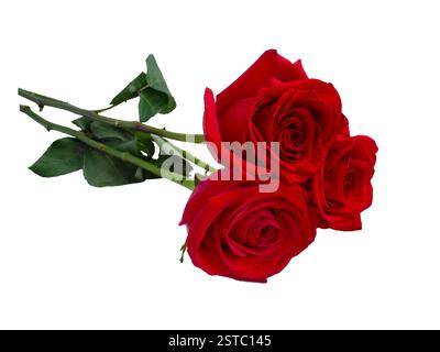 Three dark red roses on white background. Detail for creating a collage Stock Photo