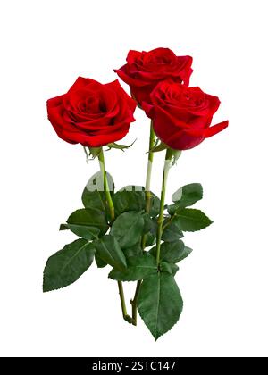 Three dark red roses on white background. Detail for creating a collage Stock Photo