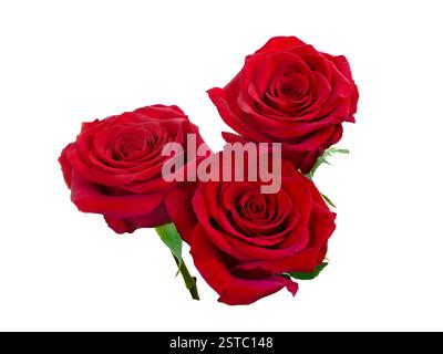 Three dark red roses on white background. Detail for creating a collage Stock Photo