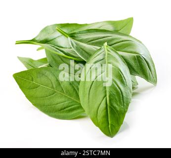 fresh green basil leaves isolated on white background Stock Photo
